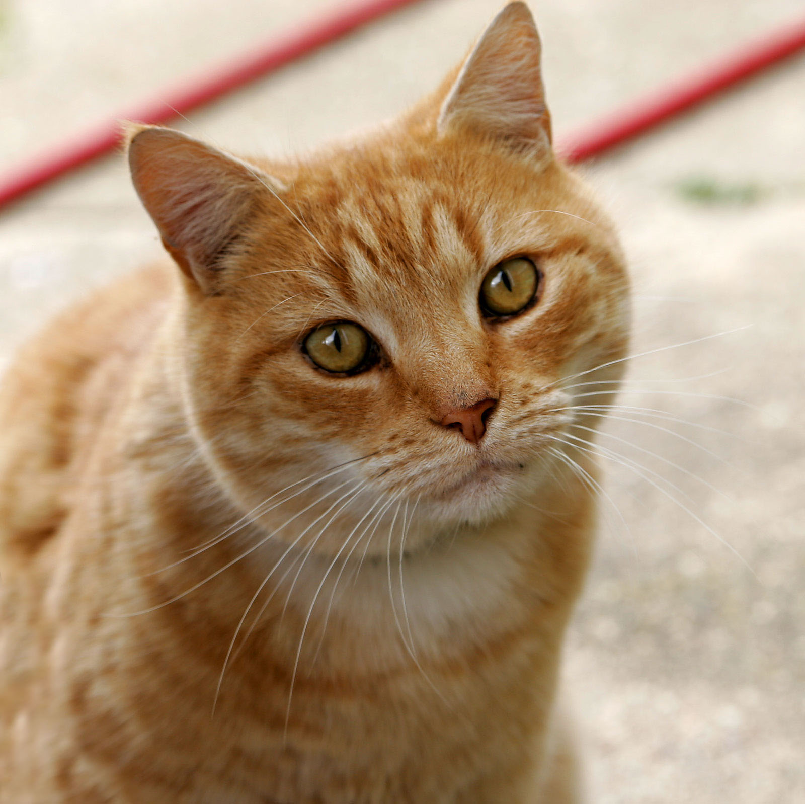 Gatos