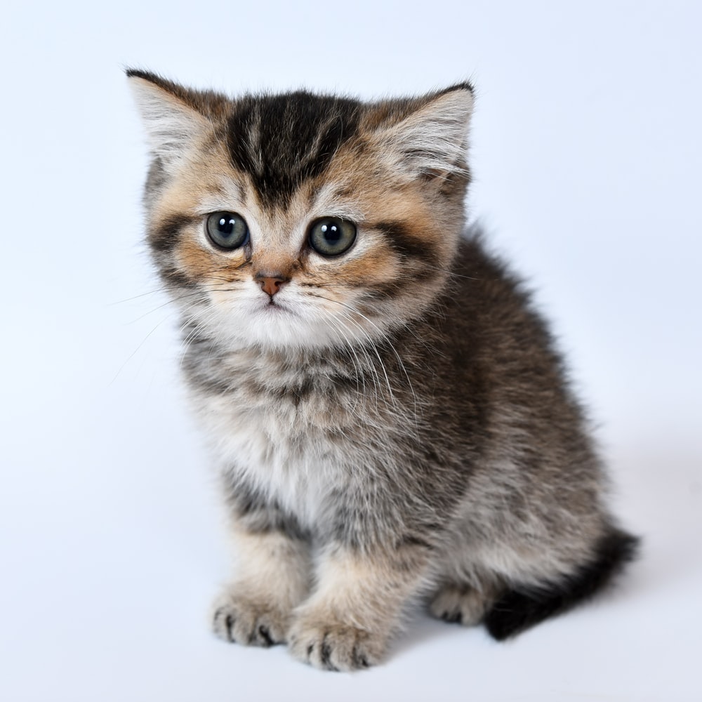 Kitten