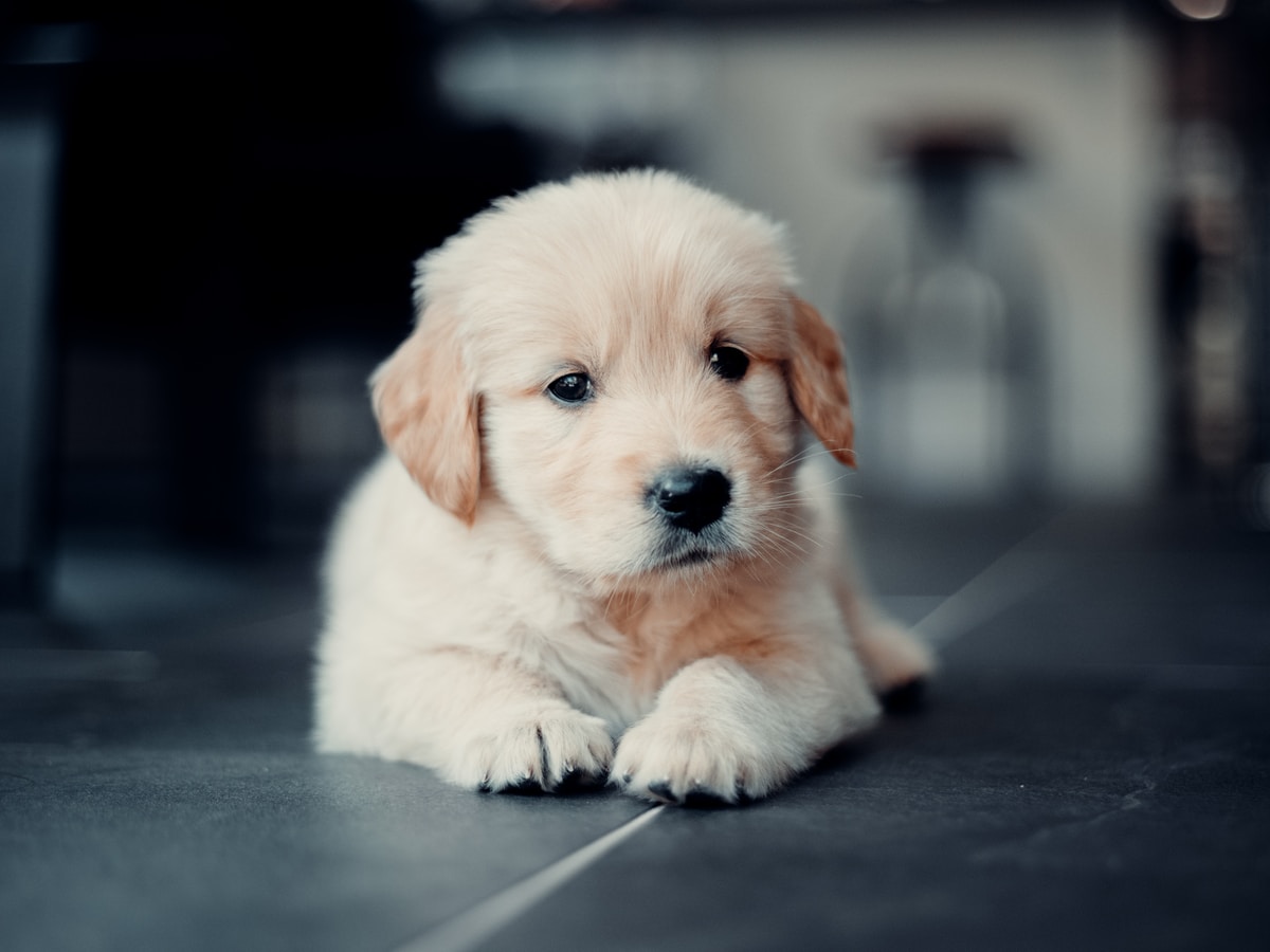 Puppy